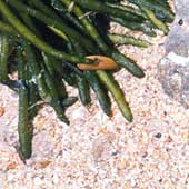 Rocas, algas y arena: menú de playa